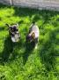 Se ofrece Otros Servicios: Cachorros Sanos De Chihuahua
