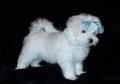 Se regala de Animales y mascotas: REGALO Bichon Maltes Mini Toy Para Adopcion