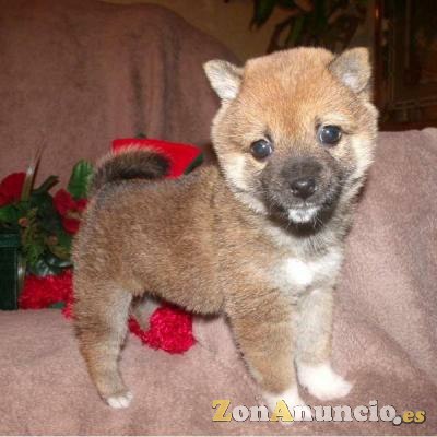 Shiba Inu de pura raza