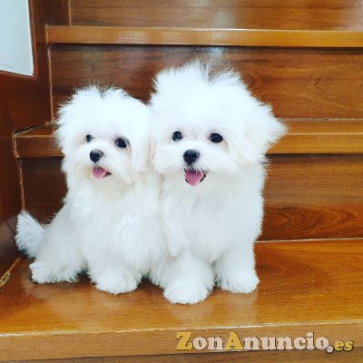 Hermosos Cachorros Maltés Disponibles