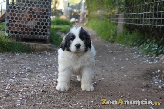 Cachorros Mastín del Pirineo