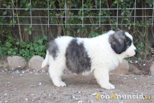 Cachorros Mastín del Pirineo
