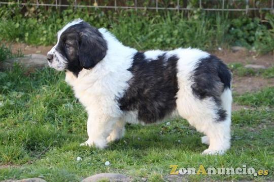 Cachorros Mastín del Pirineo