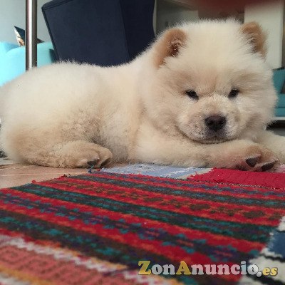 CHOW CHOW