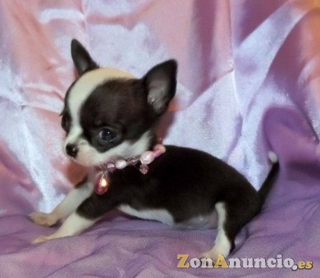 Regalo camadas Chihuahua