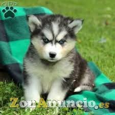 Regalo Cachorros husterianos encantadores para una casa
