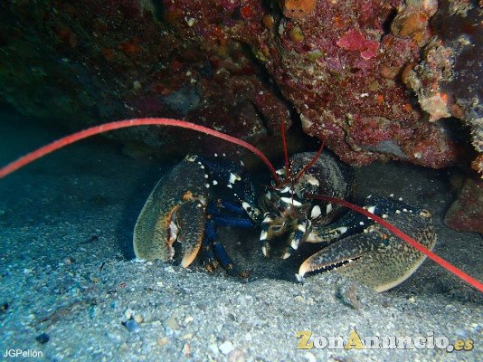 BAUTISMOS DE BUCEO (MAR)