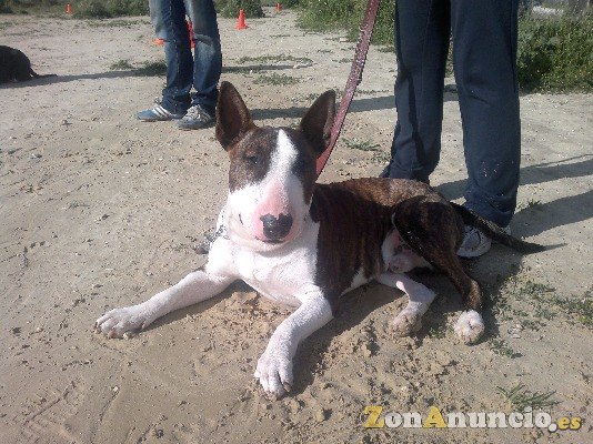 Checan educación canina