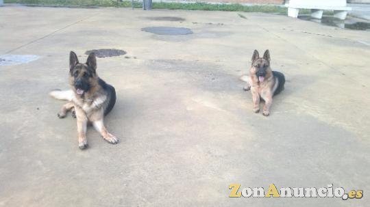 Checan educación canina