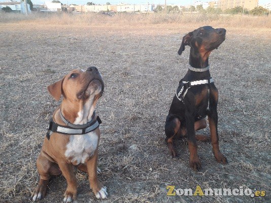 Checan educación canina