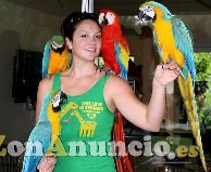 Se regalan Loros Guacamayos