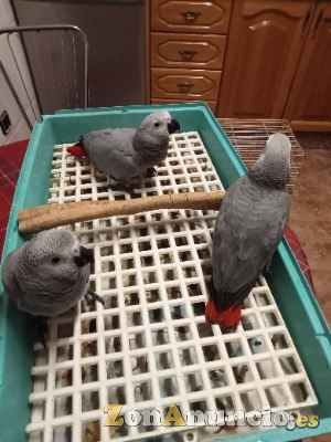 POLLITOS DE LOROS YACO COLA ROJA