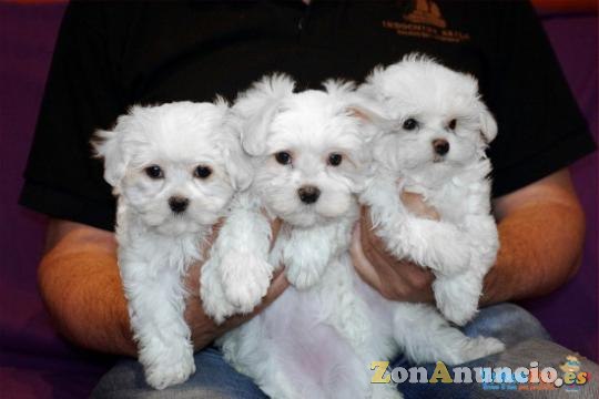 REGALO CACHORROS DE BICHON MALTES