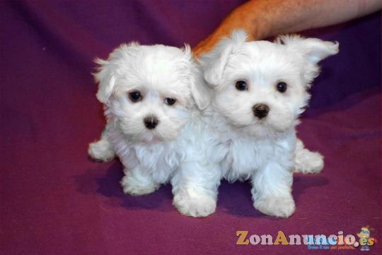 REGALO CACHORROS DE BICHON MALTES