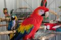 Se regala de Animales y mascotas: Regalo hablado y inteligentes loros guacamayos