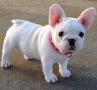 Se regala de Animales y mascotas: cachorros bulldog frances en adopcion