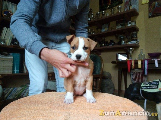 Cachorros American Stanfor