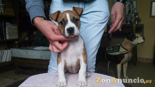 Cachorros American Stanfor