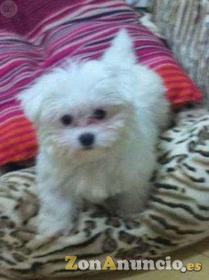 REGALO Bichon Maltes Mini Toy Para Adopcion