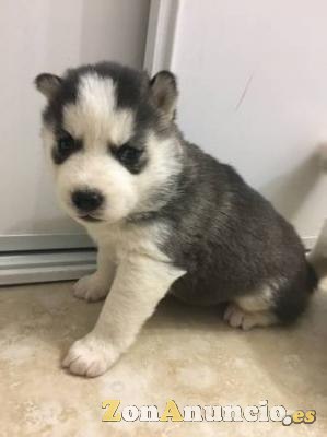 Cachorros de husky siberiano registrados.