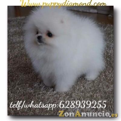 Criadero exclusivo puppydiamond chihuahuas,Bichon ,lulu