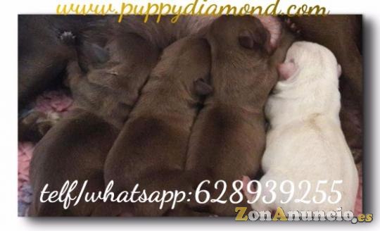 Criadero exclusivo puppydiamond chihuahuas,Bichon ,lulu