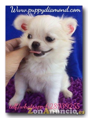 Criadero exclusivo puppydiamond chihuahuas,Bichon ,lulu