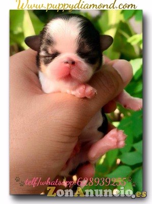 Criadero exclusivo puppydiamond chihuahuas,Bichon ,lulu