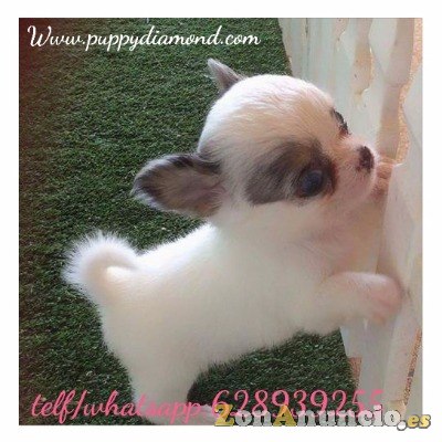 Criadero exclusivo puppydiamond chihuahuas,Bichon ,lulu