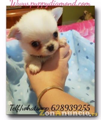 Criadero exclusivo puppydiamond chihuahuas,Bichon ,lulu