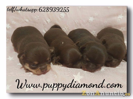 Criadero exclusivo puppydiamond chihuahuas,Bichon ,lulu