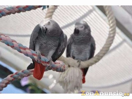 bebé loros y loro huevos para la venta