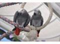 Venta de Animales y mascotas: bebé loros y loro huevos para la venta