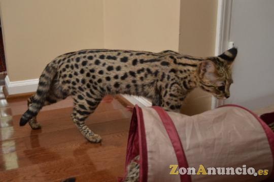 Tenemos Serval, Savannah F1 y gatitos caracal y ocelote
