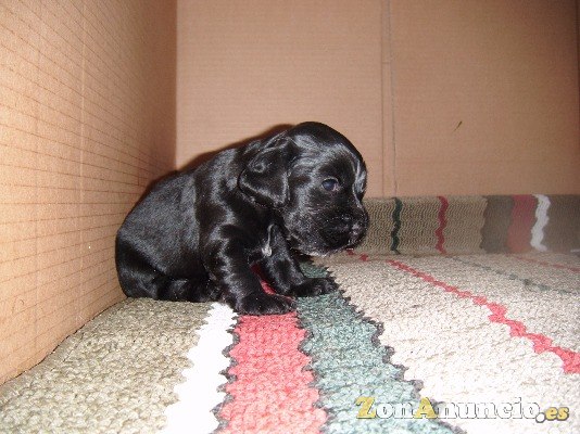 cocker spaniel inglés con pedigree