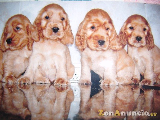 cocker spaniel inglés con pedigree