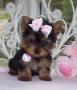 Se regala de Animales y mascotas: regalo cachorros yorkshire terrier