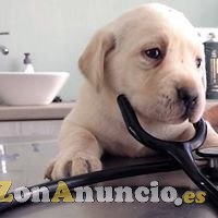 Curso Auxiliar Veterinaria 2017-18 Presencial en Córdoba
