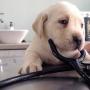 Venta de Otros trabajos: Curso Auxiliar Veterinaria 2017-18 Presencial en Córdoba