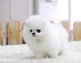 Se regala de Animales y mascotas: Cachorros pomeranian en adopcion
