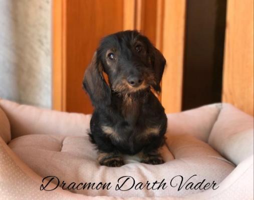 Cachorro Teckel Miniatura de pelo duro