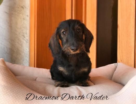 Cachorro Teckel Miniatura de pelo duro