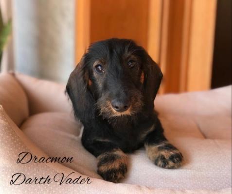 Cachorro Teckel Miniatura de pelo duro