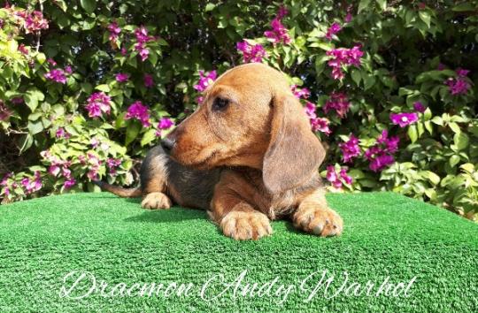 Cachorro Teckel Miniatura de pelo duro