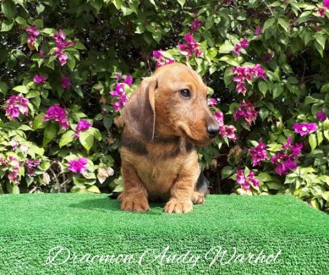 Cachorro Teckel Miniatura de pelo duro