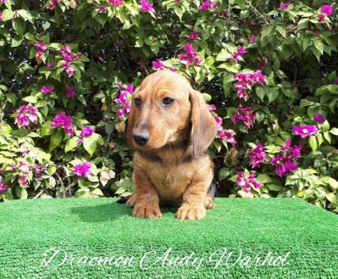Cachorro Teckel Miniatura de pelo duro