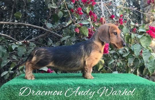 Cachorro Teckel Miniatura de pelo duro