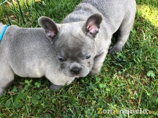 bulldog frances