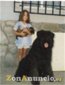 Cachorros de Bouvier de Flandes