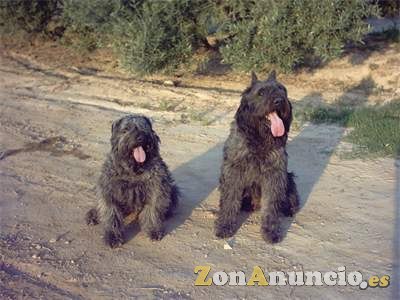 Cachorros de Bouvier de Flandes
